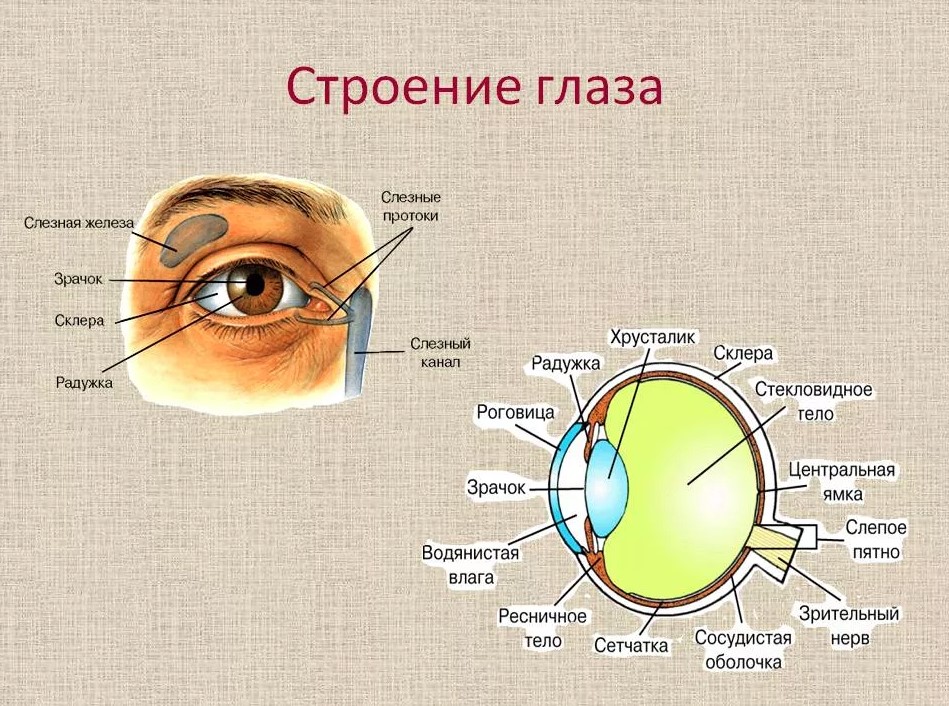Строение глаза - Клиника ВИЖУ